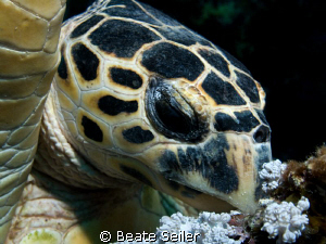Turtle closeup, taken with Canon G10 and UCL165 by Beate Seiler 